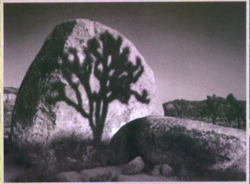 Joshua Tree shadow