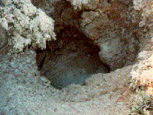 bubbling mud pot
