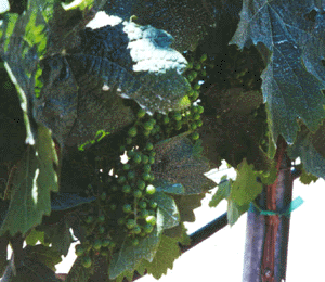 Grapes