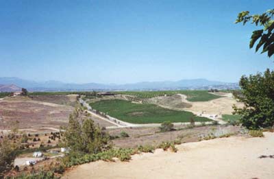vineyards